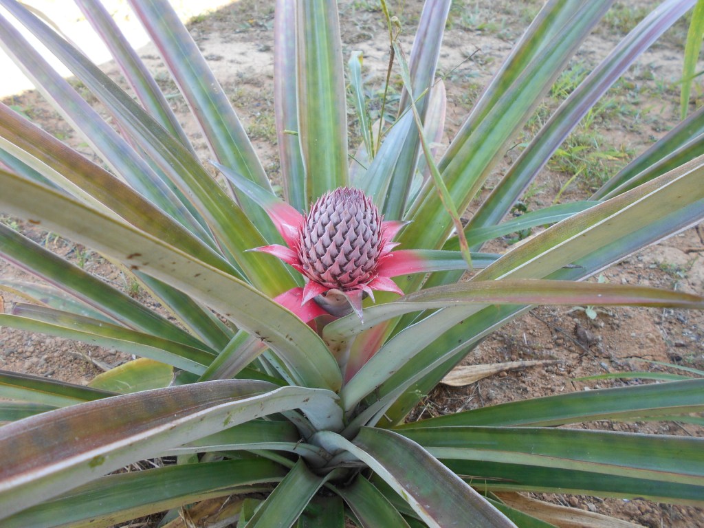 Piña