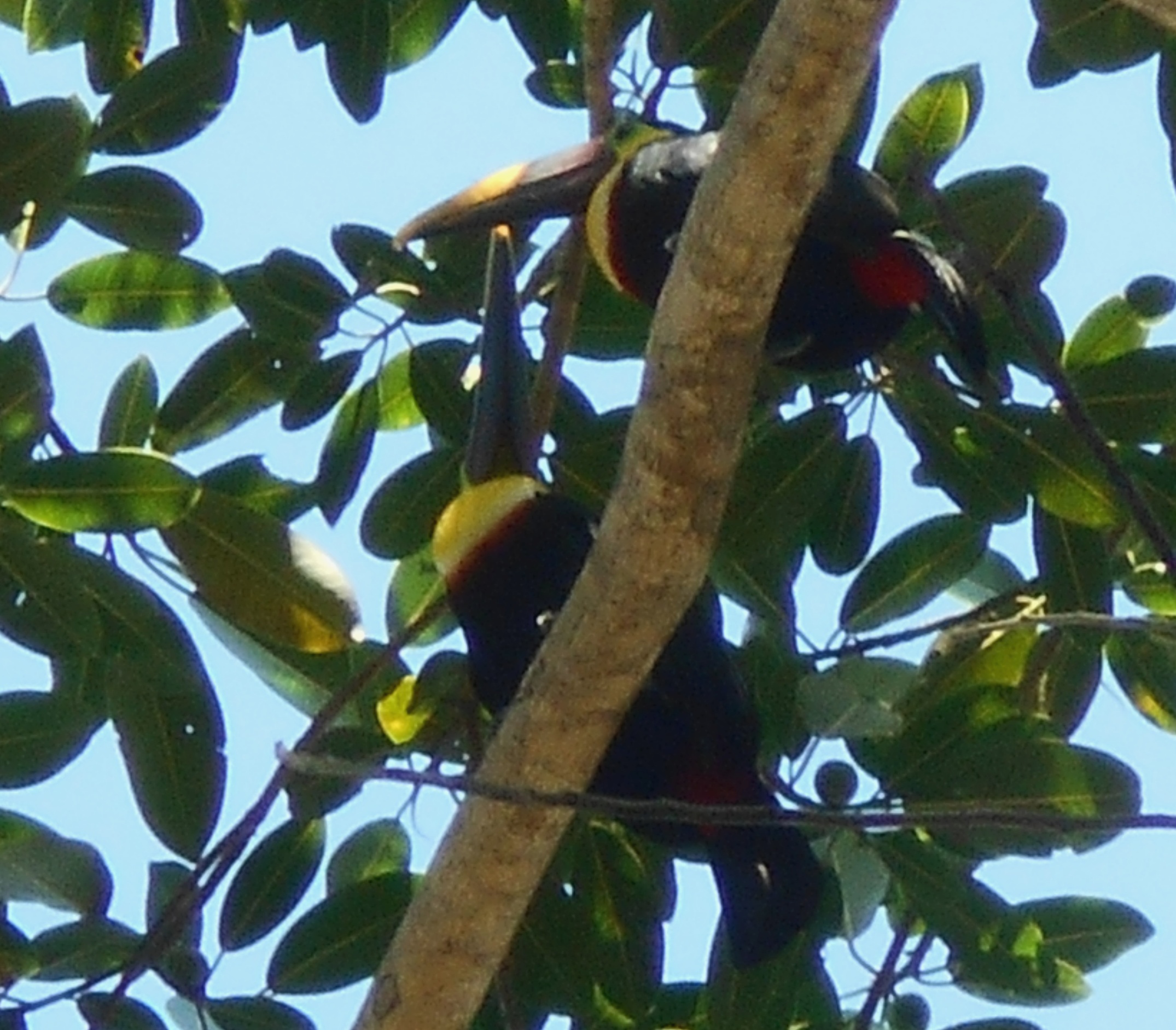 Tucanes