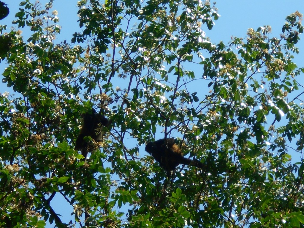 Monos congo