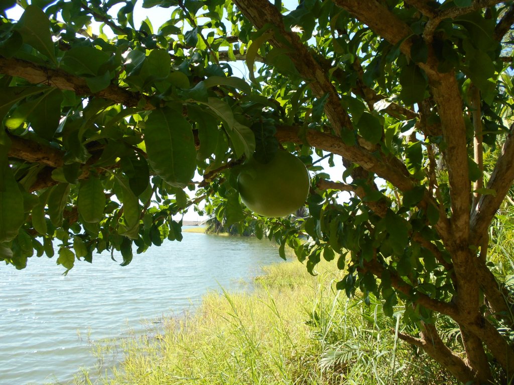 Laguna