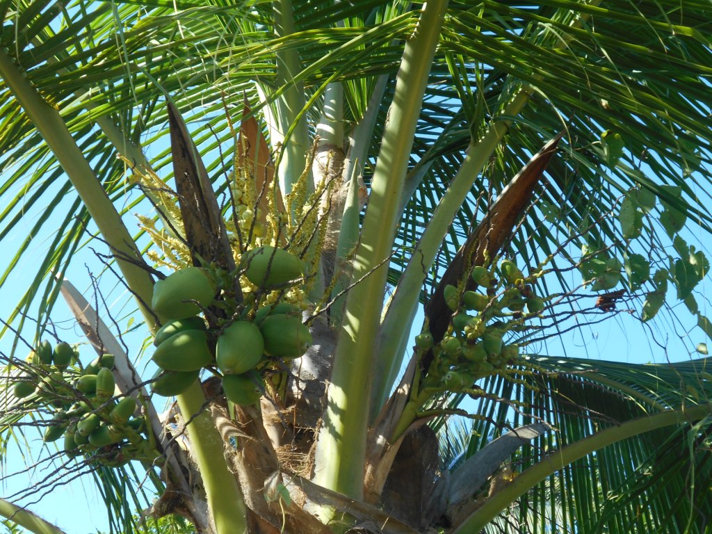 Coco