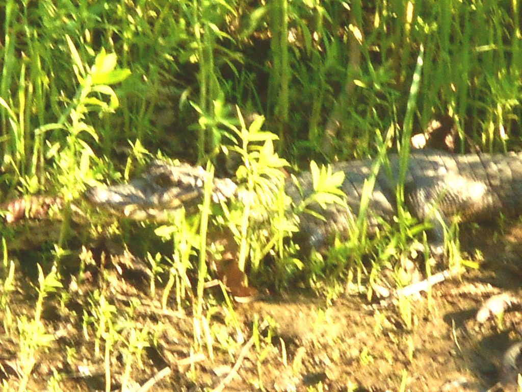 Caiman