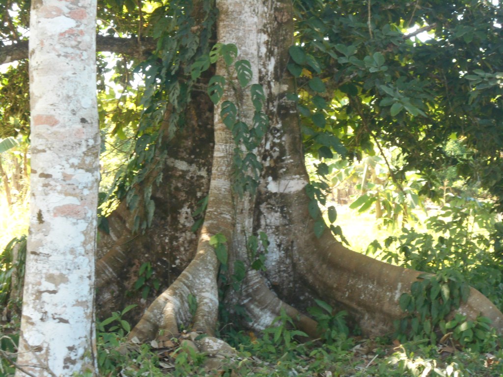 Arbol