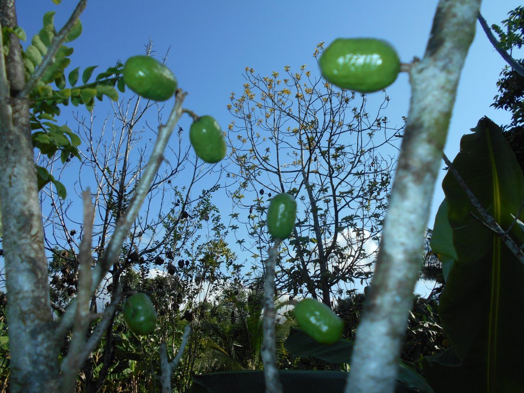 Frutas