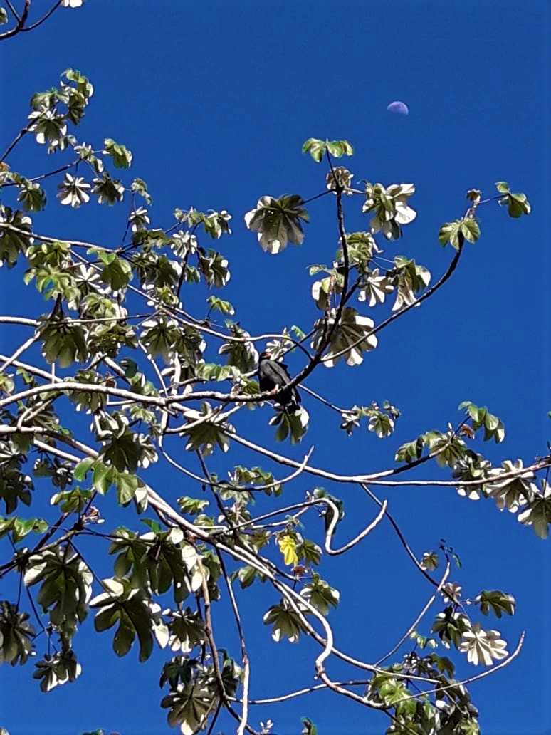IMG-20190627-WA0006