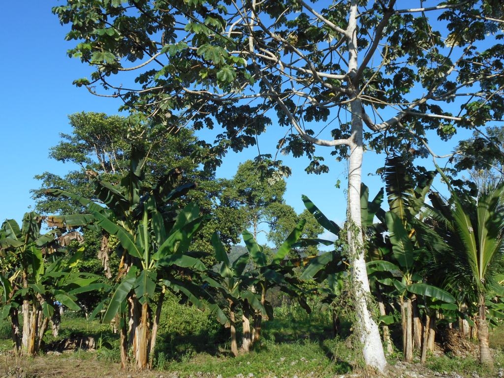 Jardin con platanos