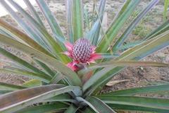 Piña