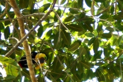 Tucanes