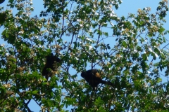 Monos congo