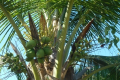 Coco