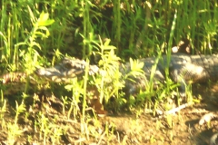 Caiman