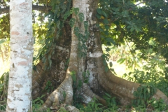 Arbol