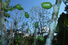 Frutas