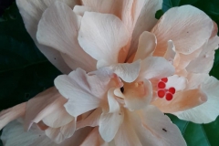 IMG-20180929-WA0001