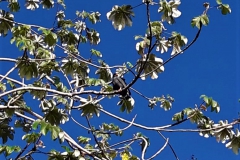 IMG-20190627-WA0006