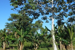 Jardin con platanos