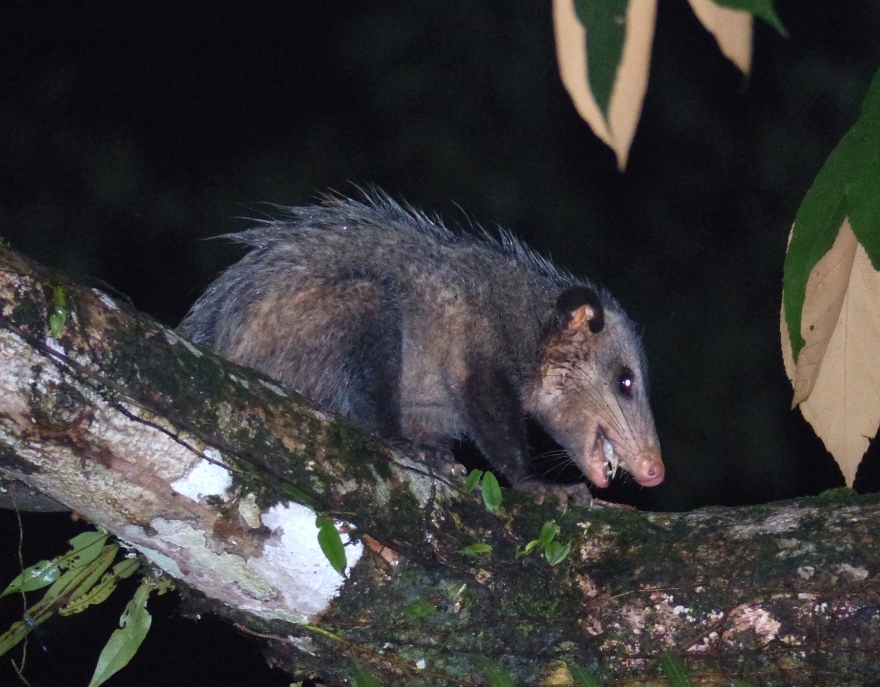 common-opossum-c