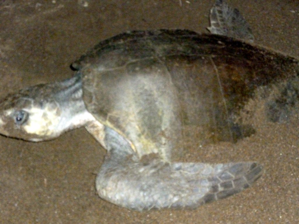 copy-of-olive-ridley-sea-turtle