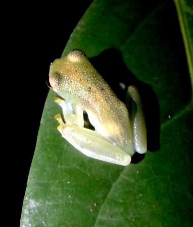 glass-frog
