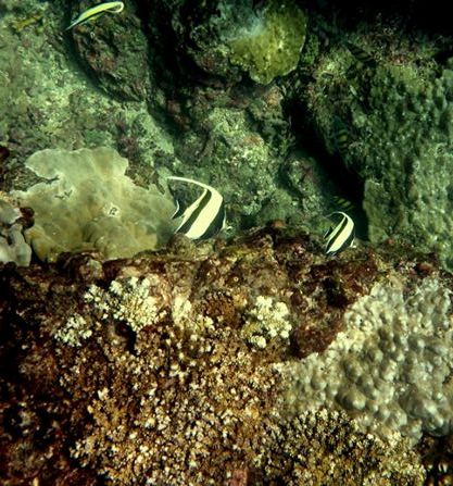 moorish-idol